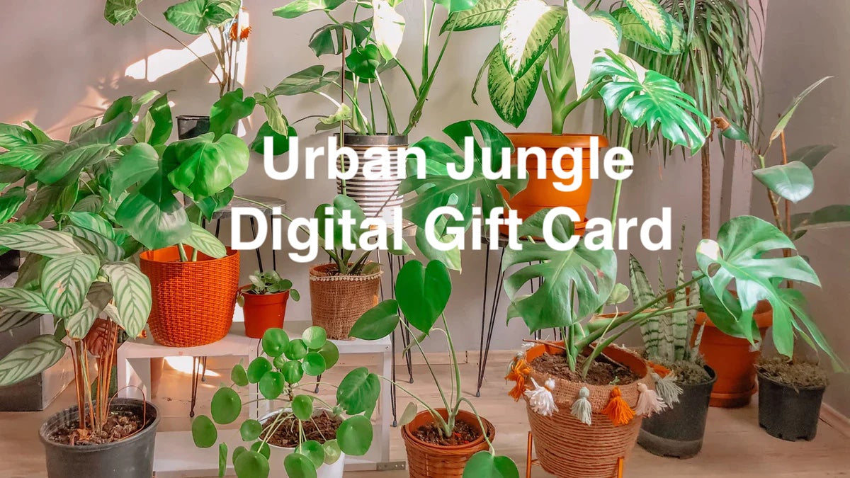 urban jungle indoor plants Urban Jungle Digital Gift Card
