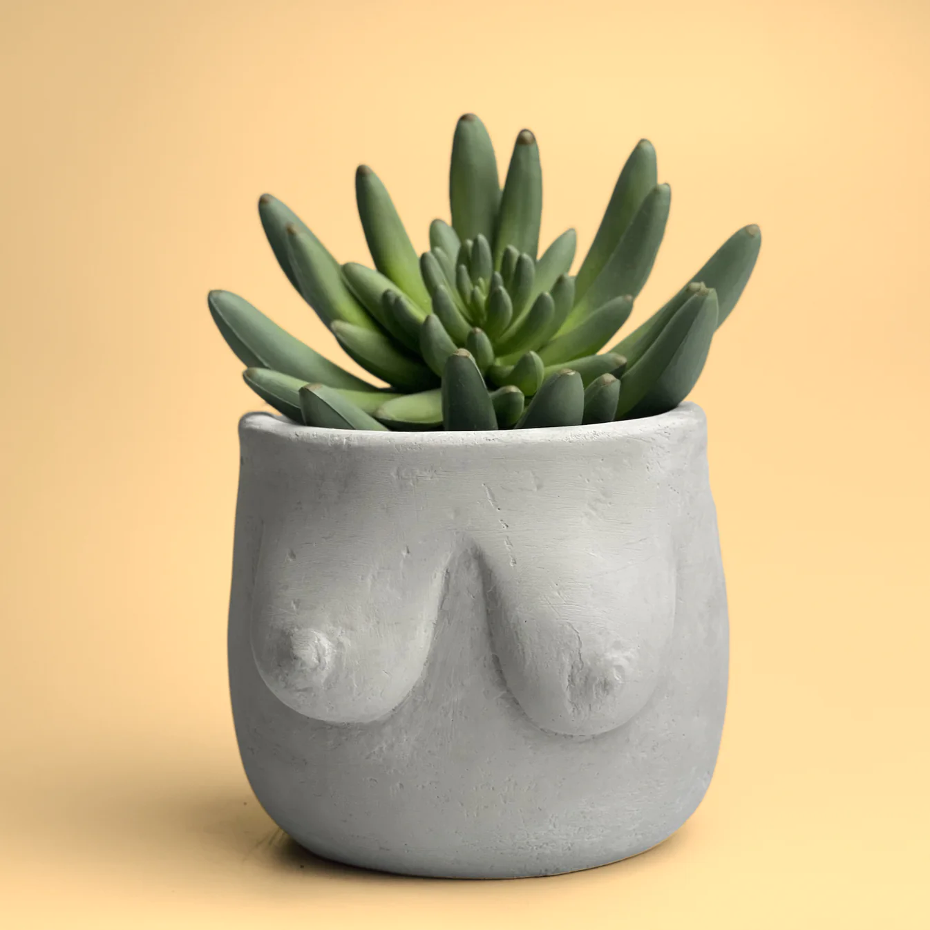 booby plant pot 4" Boob Pots – Urban Jungle